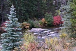 Taylor River Fall Foliage picture