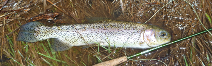 Taylor River Fly-Fishing Report