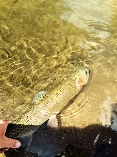 Taylor River fishing report