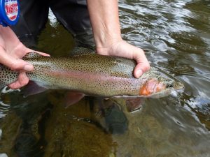 taylor-river-fishing-report-8