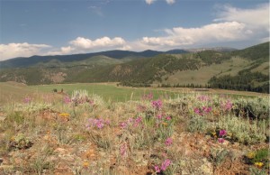 Crested Butte Wildflowers