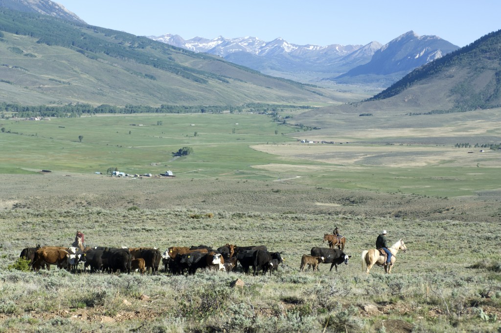 Ranching at Wilder on the Taylor