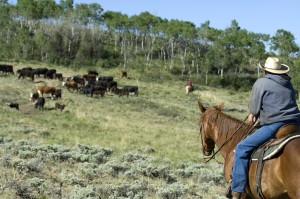 Cowboy looking over the herd in Colorado picture