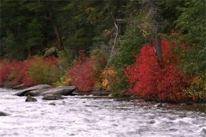 Taylor River Fall Foliage picture