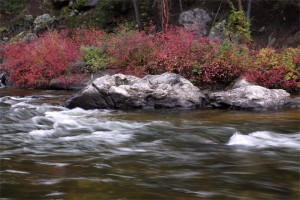 Colorado River Fall Foliage picture