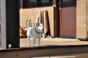 Colorado Ranch Dog