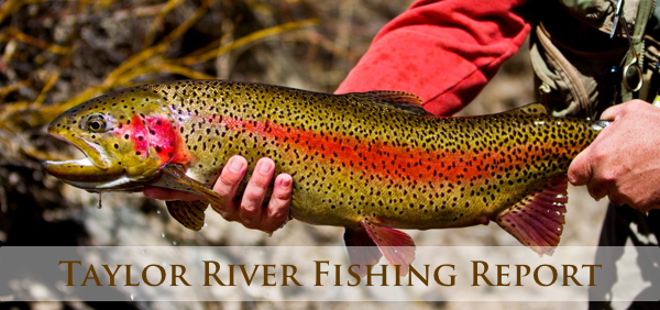 Taylor River Fly-Fishing Report