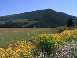 wildflowers at Wilder