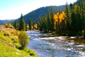 Taylor River Fly Fishing