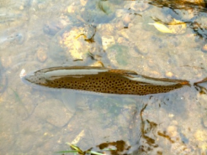 Taylor River Fly-Fishing Report