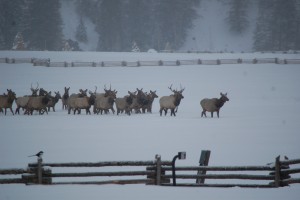 Elk Migration at Wilder on the Taylor