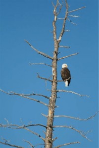 Bald Eagle at Wilder on the Taylor