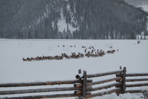 Elk Migration at Wilder on The Taylor