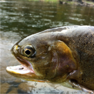 taylor river fishing report