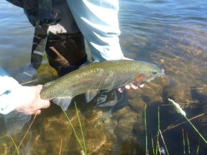 Taylor River Fly Fishing Report