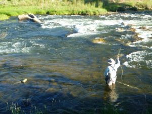 Taylor River Fly Fishing Report