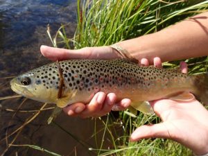 taylor river fishing report