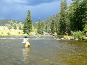 taylor river fishing report