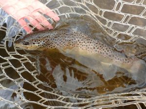 Taylor River Fly Fishing Report