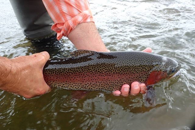 Fly Fishing Report