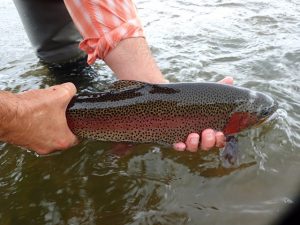 Fly Fishing Report