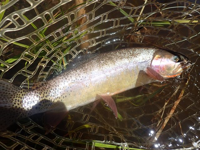 Fly-Fishing Report 4