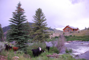 Wilder beef herd