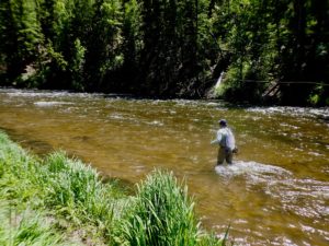 Fly Fishing the Taylor River