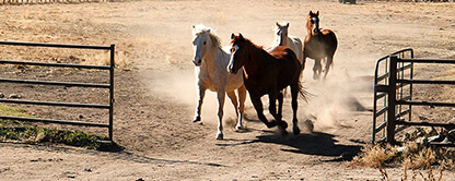 WORKING AT THE RANCH