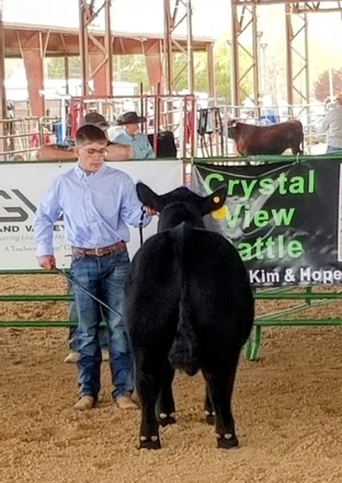 WIlder Born Steer Showing at Gunnison Cattlemen's Days